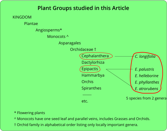 KINGDOM Plantae Angiosperms* Monocots ^ Asparagales Orchidaceae †  CephalantheraDactylorhizaEpipactisHammarbyaOrchisSpiranthes -------etc. C. longifolia E. palustris E. helleborine E. phyllanthes E. atrorubens Plant Groups studied in this Article 5 species from 2 genera * Flowering plants ^ Monocots have one seed leaf and parallel veins, includes Grasses and Orchids. † Orchid family in alphabetical order listing only locally important genera.