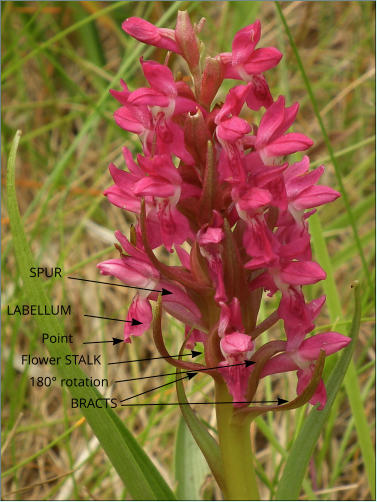 SPUR LABELLUM Point BRACTS Flower STALK 180° rotation