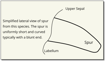 Upper Sepal Labellum Spur Simplified lateral view of spur from this species. The spur is uniformly short and curved typically with a blunt end.