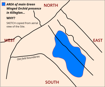 NORTH AREA of main GreenWinged Orchid presence in Killeglan…  WHY? SKETCH copied from aerial view of the Site. Old field boundaries EAST SOUTH NORTH WEST