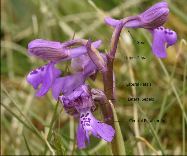 Central Petal (or lip)  Lateral Sepals Lateral Petals Upper Sepal Spur