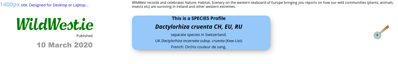 WildWest.ie + WildWest records and celebrates Nature, Habitat, Scenery on the western seaboard of Europe bringing you reports on how our wild communities (plants, animals, insects etc) are surviving in Ireland and other western extremes. Published 10 March 2020 1400px site. Designed for Desktop or Laptop… This is a SPECIES Profile Dactylorhiza cruenta CH, EU, RUseparate species in Switzerland. UK Dactylorhiza incarnata subsp. cruenta (Kew List) French: Orchis couleur de sang.