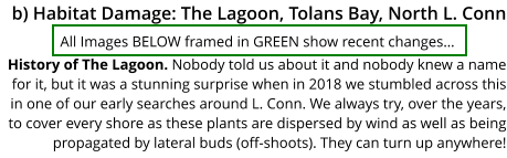b) Habitat Damage: The Lagoon, Tolans Bay, North L. Conn                 All Images BELOW framed in GREEN show recent changes… History of The Lagoon. Nobody told us about it and nobody knew a name for it, but it was a stunning surprise when in 2018 we stumbled across this in one of our early searches around L. Conn. We always try, over the years, to cover every shore as these plants are dispersed by wind as well as being propagated by lateral buds (off-shoots). They can turn up anywhere!